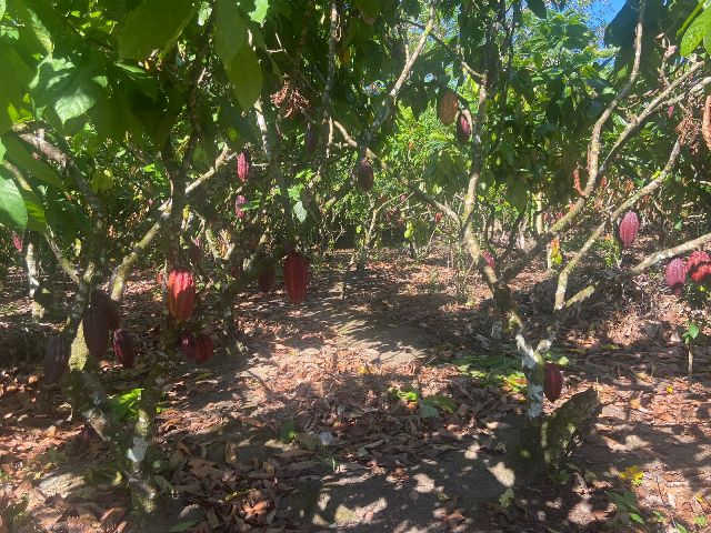 Belíssima Fazenda à venda em Valença-Ba