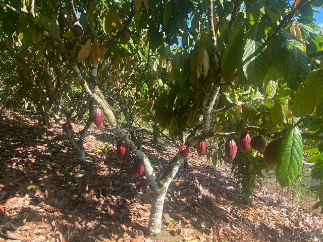 belissima-fazenda-a-venda-em-valenca-ba-6